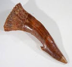 Giant Sawfish Barb