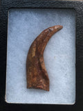 Killing Raptor Claw