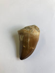 Mosaur tooth - X Large 1