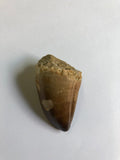Mosaur tooth - X Large 1