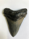 Meglodon Tooth - Large 1