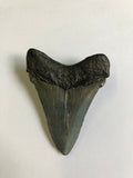 Meglodon Tooth - Large 1