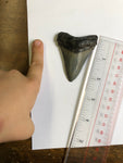 Meglodon Tooth - Large 1