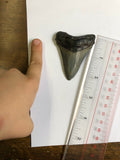 Meglodon Tooth - Large 1
