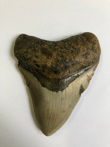 Meglodon Tooth - XX Large 1