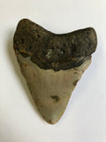 Meglodon Tooth - XX Large 1