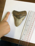 Meglodon Tooth - XX Large 1
