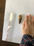 Spinasaurus tooth - small
