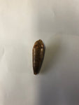 Spinasaurus tooth - small
