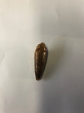 Spinasaurus tooth - small