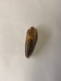 Spinasaurus tooth - small