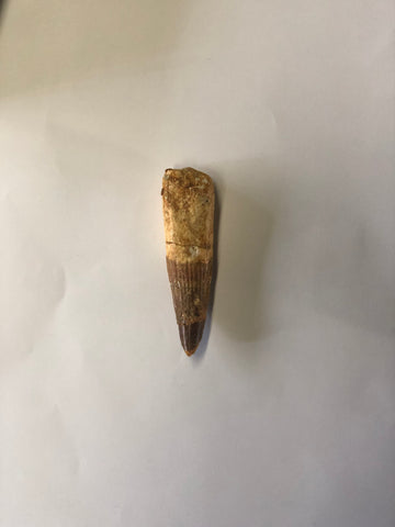 Spinasaurus tooth - Large 2