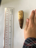 Spinasaurus tooth - Large 2
