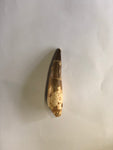 Spinasaurus tooth - X Large