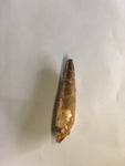 Spinasaurus tooth - X Large