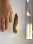 Spinasaurus tooth - X Large