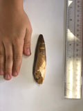 Spinasaurus tooth - X Large