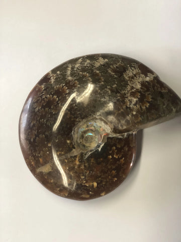 Ammonite Polished - Small