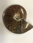 Ammonite Polished - Small