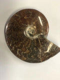 Ammonite Polished - Small