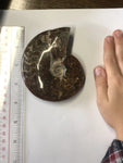 Ammonite Polished - Small