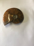 Ammonite Polished - Small 2