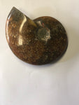 Ammonite Polished - Small 2