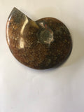 Ammonite Polished - Small 2