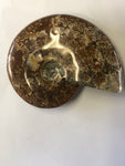 Ammonite Polished - Medium