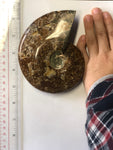 Ammonite Polished - Medium