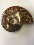 Ammonite Polished - Large