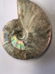 Unpolished Ammonite - Small 1