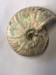 Unpolished Ammonite - Small 1