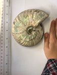Unpolished Ammonite - Small 1