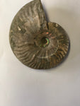 Unpolished Ammonite - Small 2