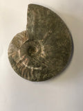 Unpolished Ammonite - Small 2