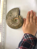 Unpolished Ammonite - Small 2