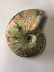 Unpolished Ammonite - Medium