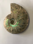 Unpolished Ammonite - Medium