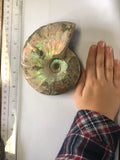 Unpolished Ammonite - Medium