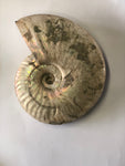 Unpolished Ammonite - Large