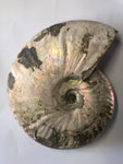 Unpolished Ammonite - Large