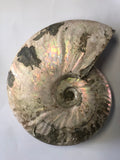 Unpolished Ammonite - Large