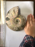 Unpolished Ammonite - Large