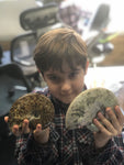 Unpolished Ammonite - Large