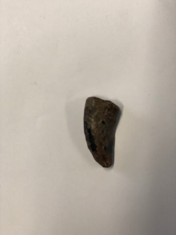 Tyrannosaurus Rex Tooth - Medium