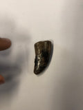 Tyrannosaurus Rex Tooth - Medium