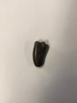 Tyrannosaurus Rex Tooth - Small