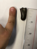 Tyrannosaurus Rex Tooth - Small