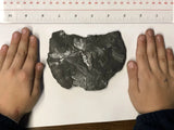 Black Plant Fossil - Medium